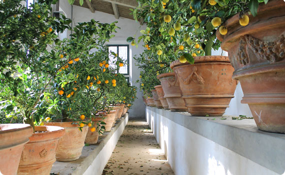 Citrus plants at the Boboli Gardens