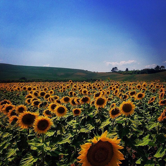 Fields of sunflowers warm Summer in Tuscany - photo credit  @preghile
