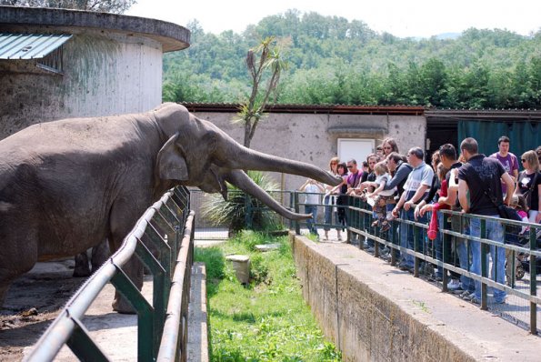 elefante04