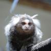 pistoia-zoo
